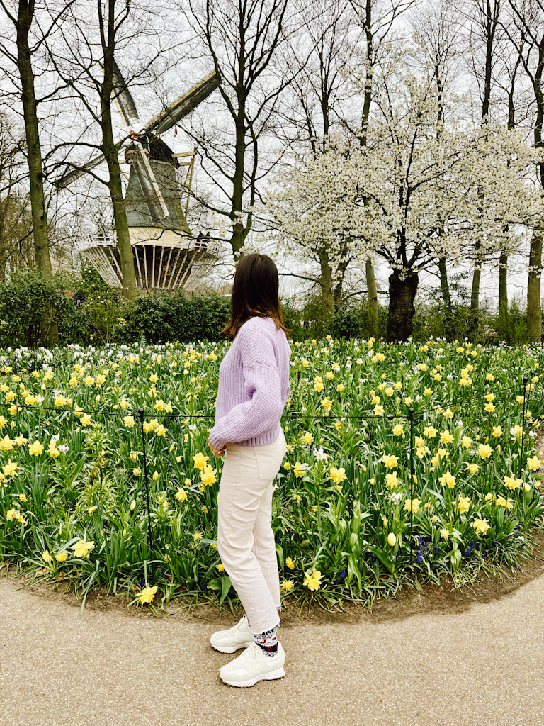 molino en keukenhof jardin de tulipanes mas grande de Europa. Keukenhof
