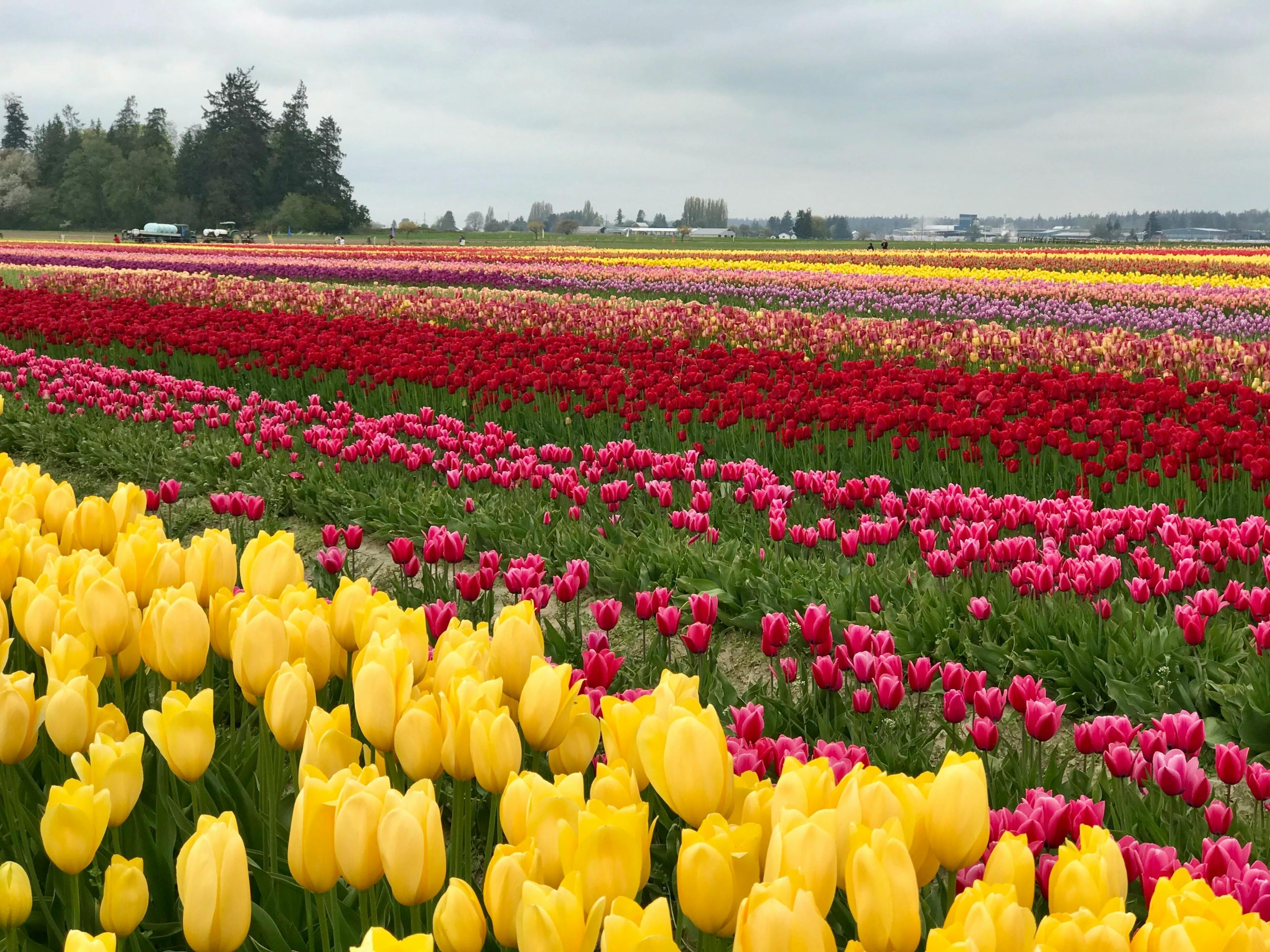 campos tulipanes keukenhof campos tulipanes keukenhof