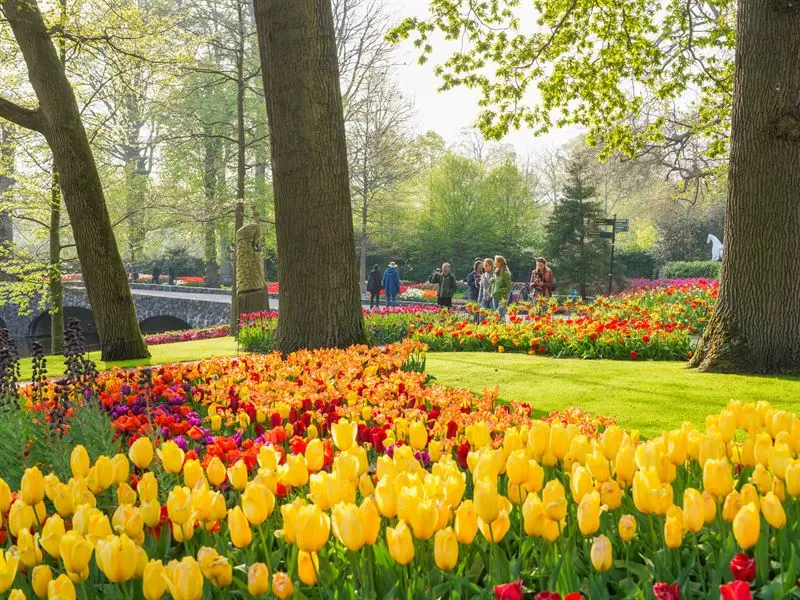 Campos de tulipanes en Holanda cerca de Keukenhof
