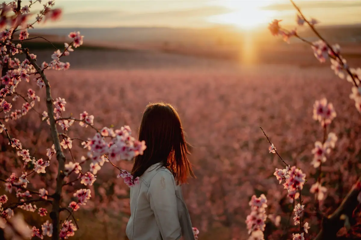 Camino entre árboles en flor en Aitona