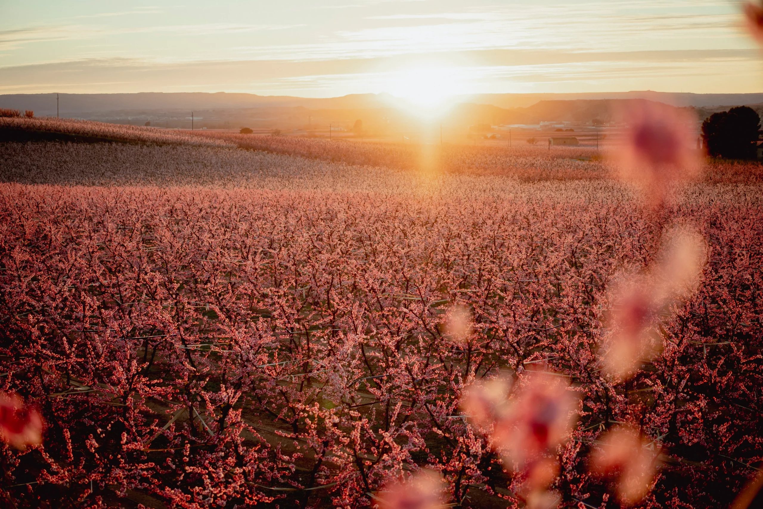 Floración en Aitona con campos de melocotoneros en flor