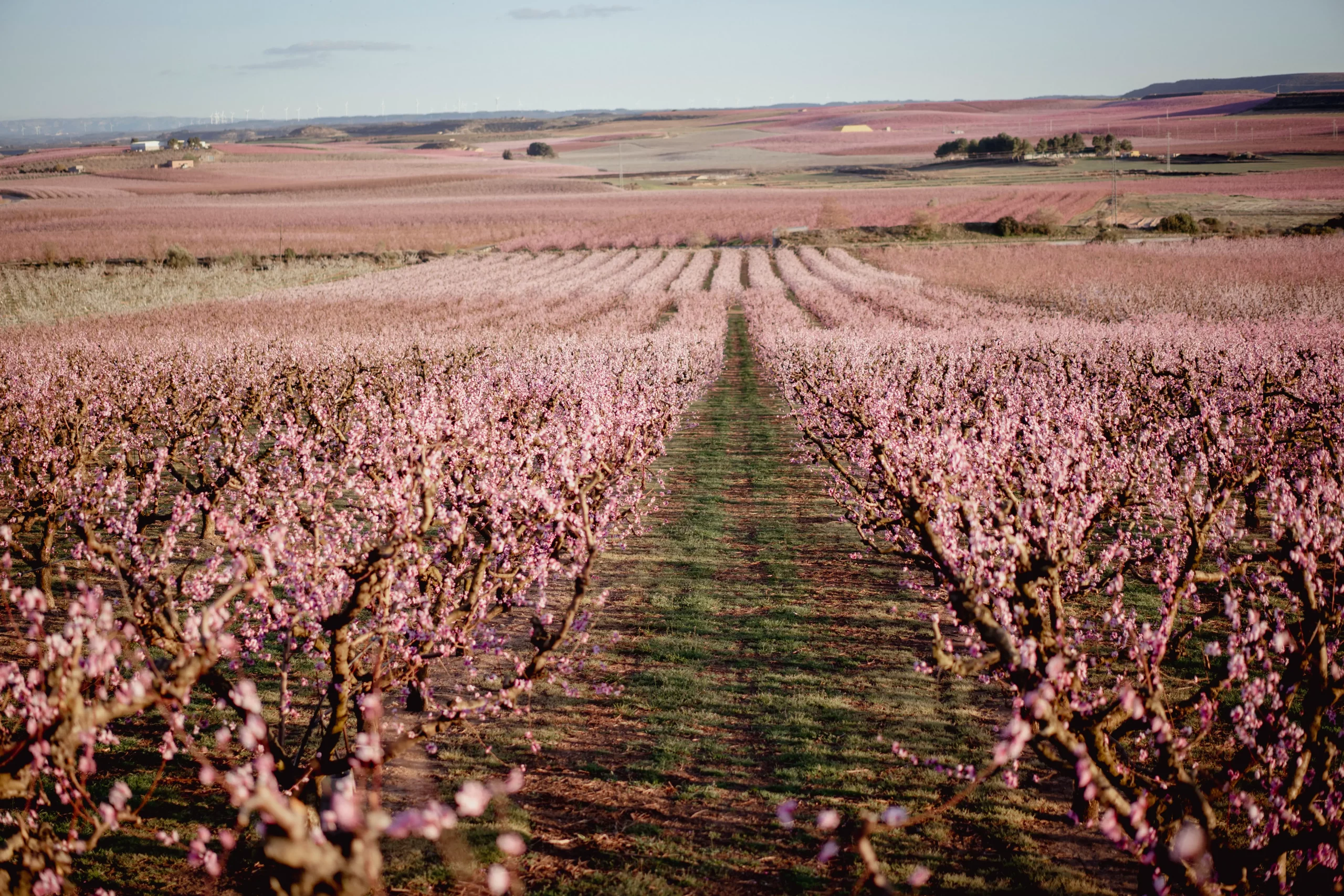 Mar rosa de Aitona durante la floración en Lleida