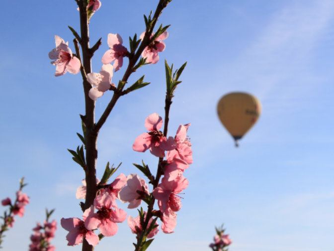Globo aerostático sobre la floración en Aitona