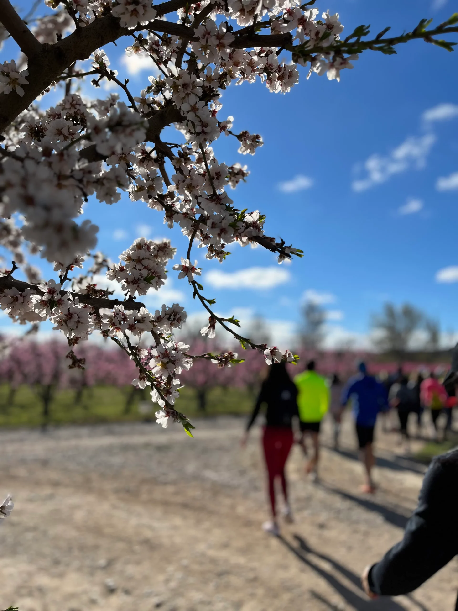 Senderismo entre melocotoneros en flor en Lleida